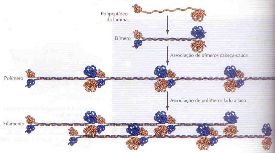 poros a entrada de pequenas moléculas Micrografia eletrônica