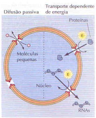 POROS NUCLEARES Tráfego molecular através de complexos de poros nucleares.