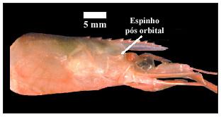 Fig. 6 - Acetes americanus Fig.