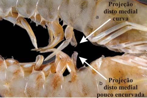 10B - Litopenaeus schmitti Fig.