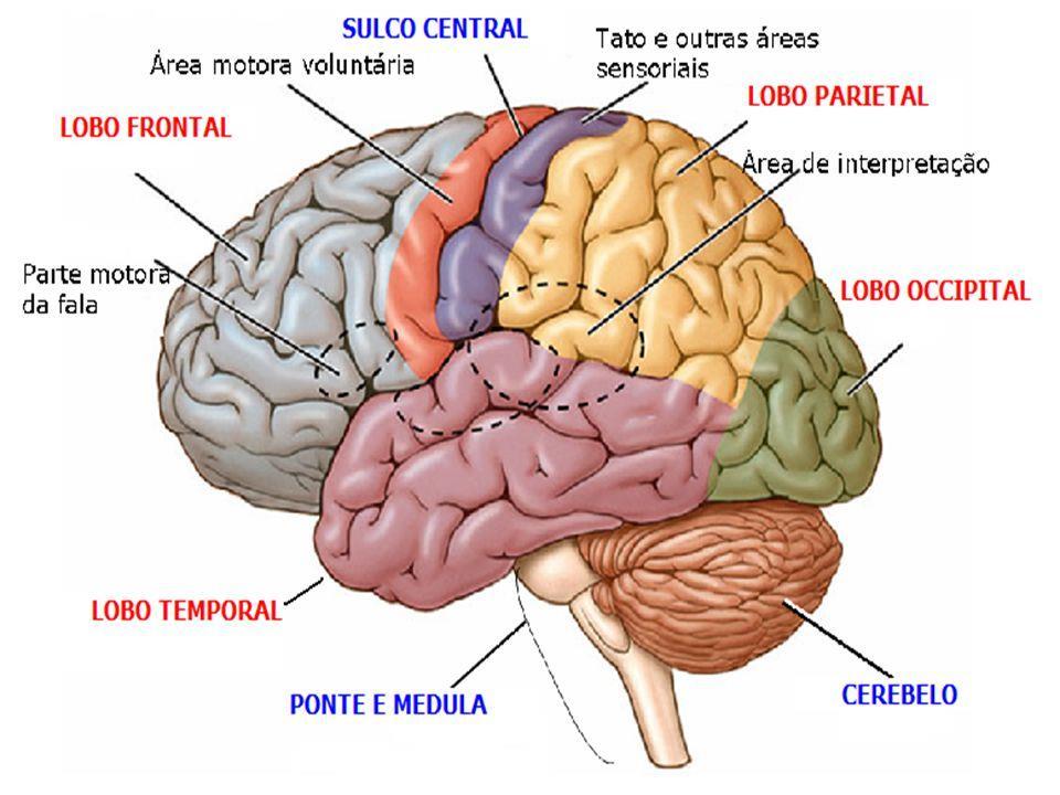 ORGANIZAÇÃO FUNCIONAL DO CÓRTEX CEREBRAL Existem tipos específicos de sinais que são