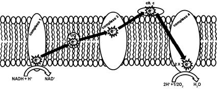 EXERCÍCIOS RESPIRAÇÃO CELULAR 1. (UFV/adaptado) As mitocôndrias, organelas celulares relacionadas com a produção de energia (ATP), estão presentes em: a) eucariotos. b) eucariotos e procariotos.