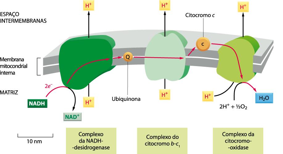 Durante a transferência de elétrons do NADH para o oxigênio, a ubiquinona e o citocromo c servem de carreadores móveis que