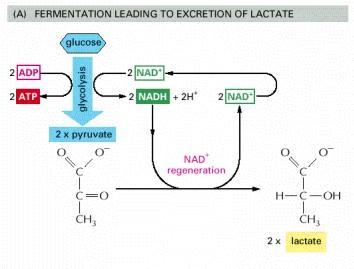 Em ausência de O2, a célula utiliza mecanismos alternativos para oxidar o NADH, para que ele possa reentrar no metabolismo da glicose como NAD+.