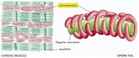 As mitocôndrias se localizam nas regiões