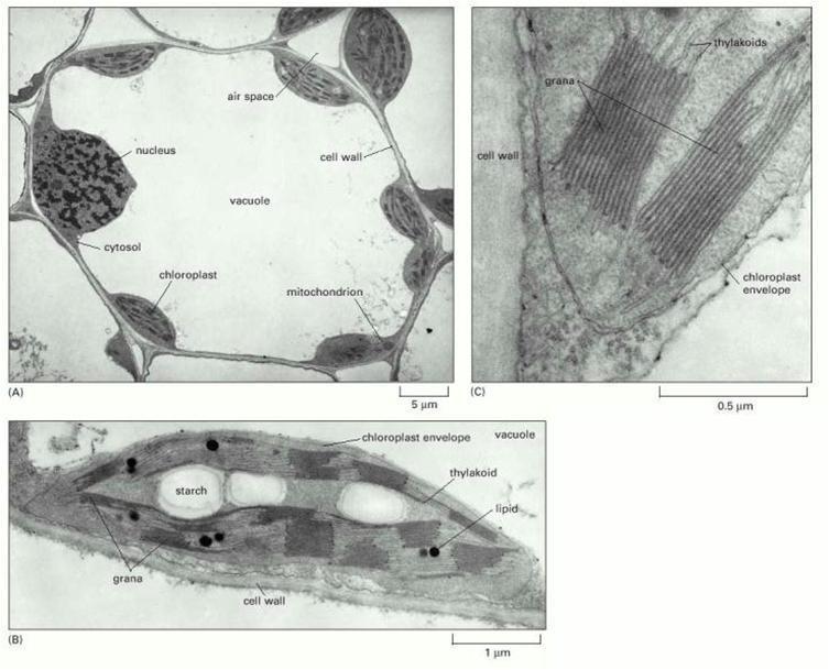 O cloroplasto é a organela (plastídeo) encontrado em células vegetais da qual