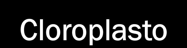 seres vivos. No cloroplasto, ocorre o processo de FOTOSSÍNTESE.