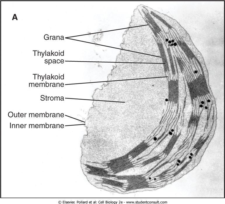 oenvoltório: membrana externa e membrana interna delimitando o espaço intermembranoso. omembrana tilacoidal oestroma oespaço tilacoidal ouma pilha de tilacóides forma um GRANUM.