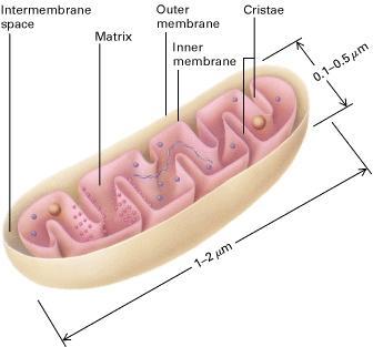 A mitocôndria possui duas membranas funcional e estruturalmente diferentes, a membrana externa e a membrana interna. Entre as duas membranas, está o espaço intermembranar.
