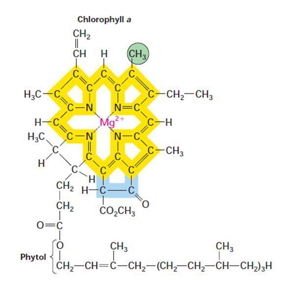 ressonância ou se converter em energia química. Na fotossíntese predominam os dois últimos processos.