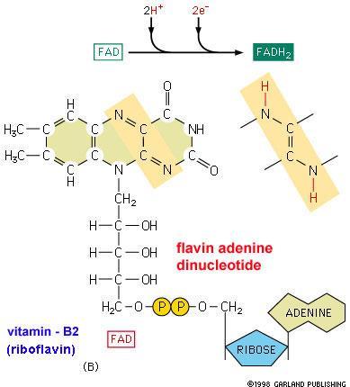 A mitocôndria é muito eficiente no aproveitamento da energia dos alimentos, pois realiza oxidações sucessivas, retirando de forma gradual a energia contida nas ligações químicas das moléculas.