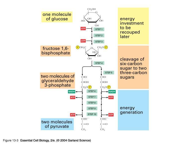A glicólise é a primeira etapa da quebra da glicose. ocorre no citoplasma.