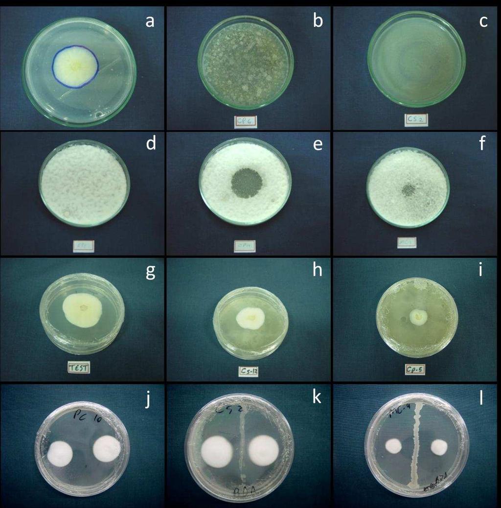 Figura 1. Imagens dos testes de compatibilidade in vitro entre isolados bacterianos e o fungo Pochonia chlamydosporia.
