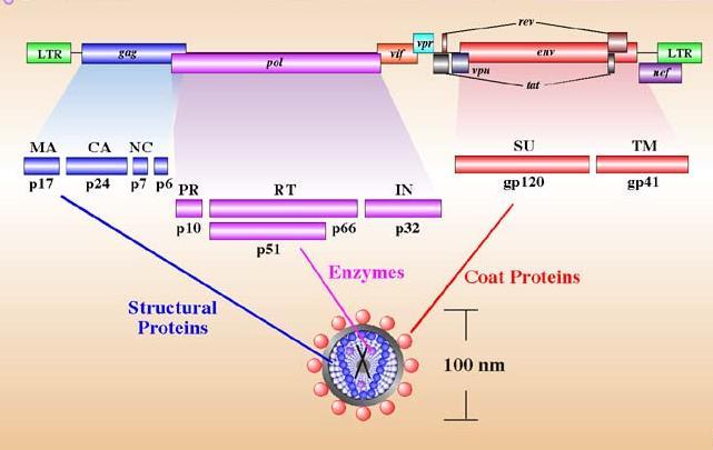ligam-se ao RNA; as proteínas p1 e p2 regulam a clivagem das proteínas de gag e p6 regula o brotamento do vírus.