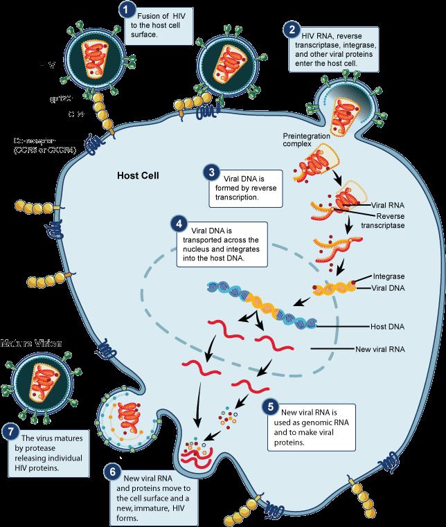 Fusão HIV- Superfície da Célula do Hospedeiro. RNA viral, transcriptase reversa, integrase e outras proteínas virais entram na célula do hospedeiro.