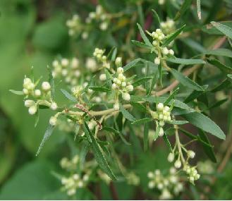 Alecrim-do-campo Braccharis dracunculifolia DC.