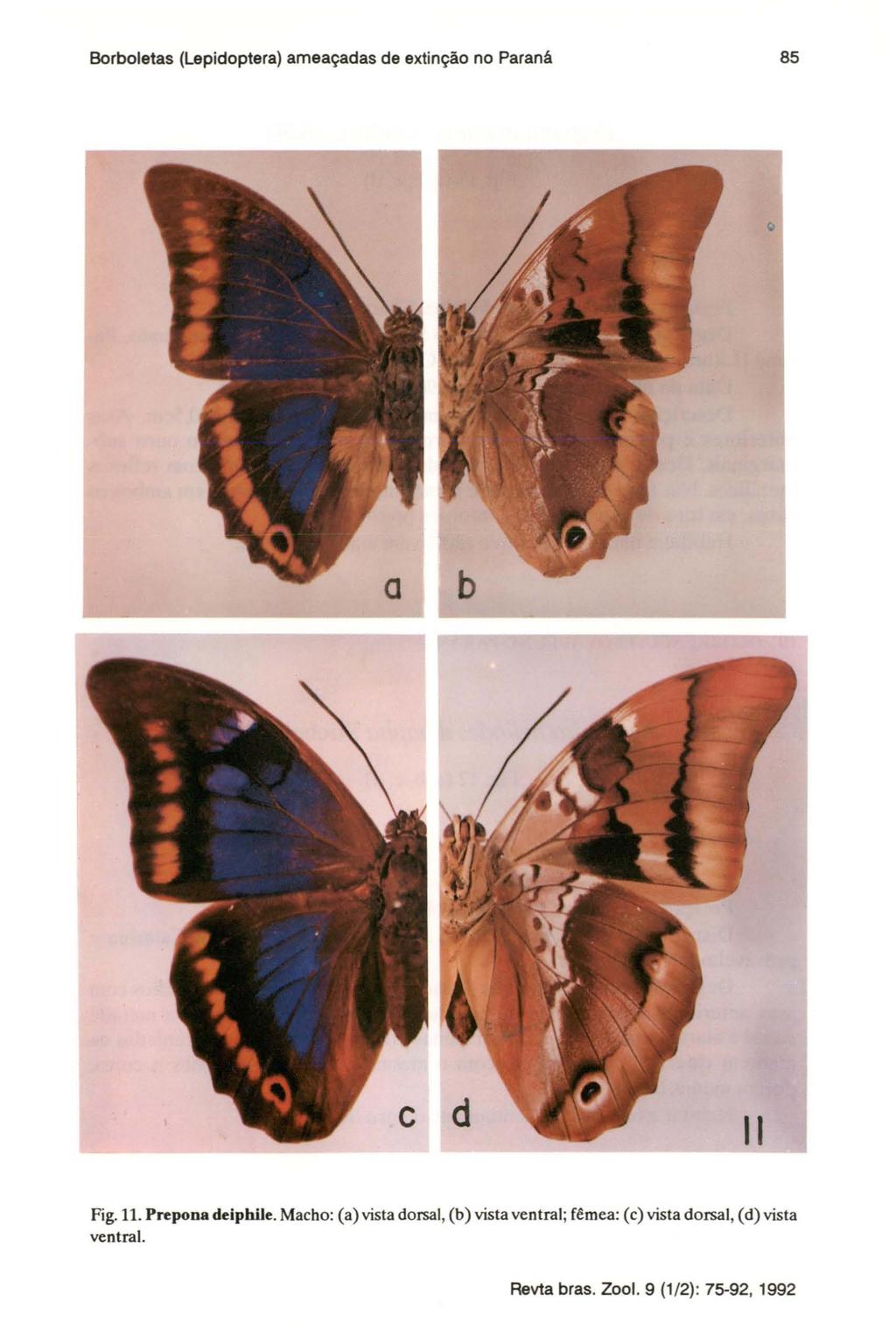 Borboletas (Lepidoptera) ameaçadas de extinção no Paranâ 85 Fig. 11. Prepon8 deiphile.