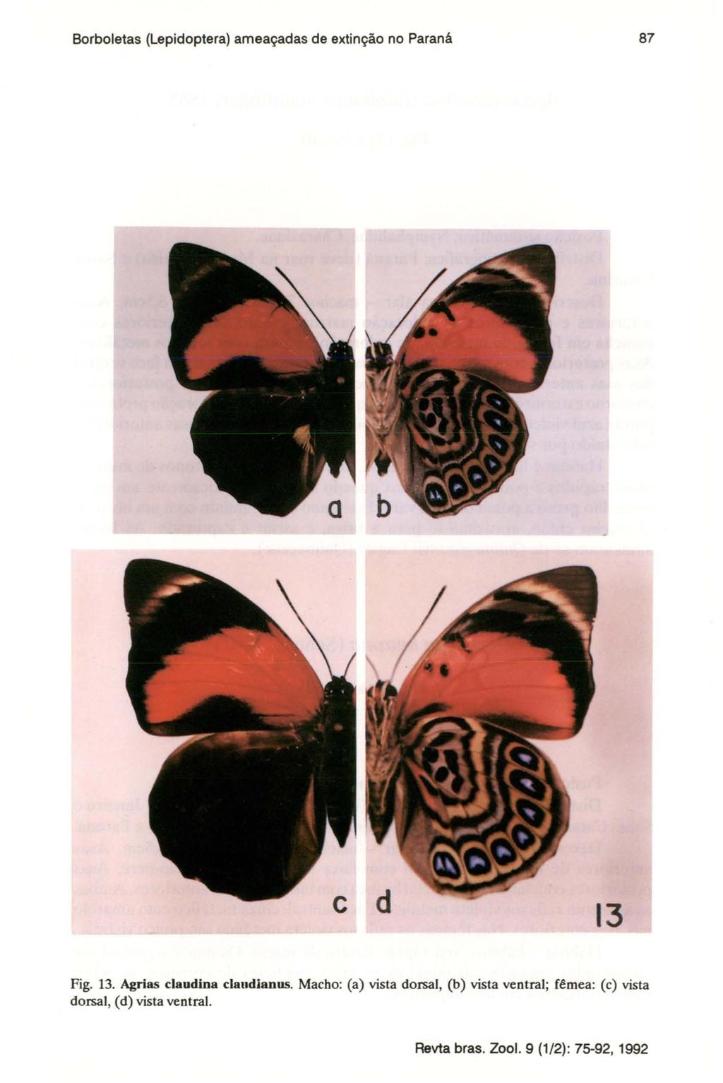 Borboletas (Lepidoptera) ameaçadas de extinção no Paraná 87 Fig. 13.