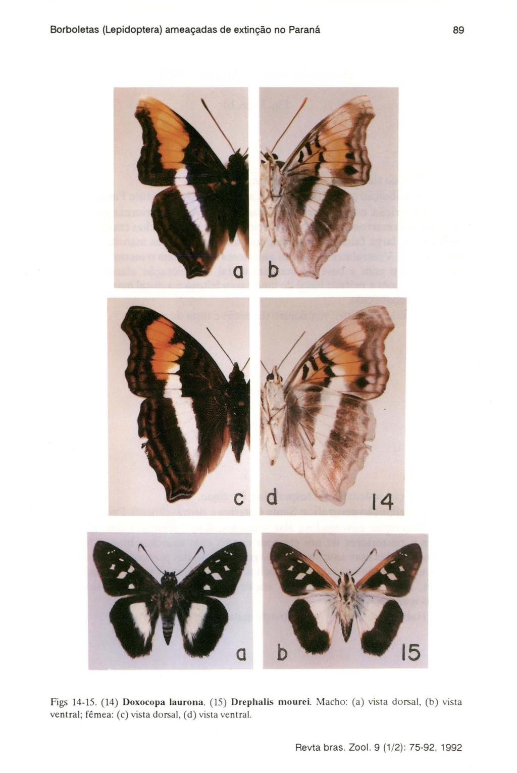 Borboletas (Lepidoptera) ameaçadas de extinção no Paraná 89 Figs 14-15. (14) Doxocopa laurona. (15) Drephalis mourei.