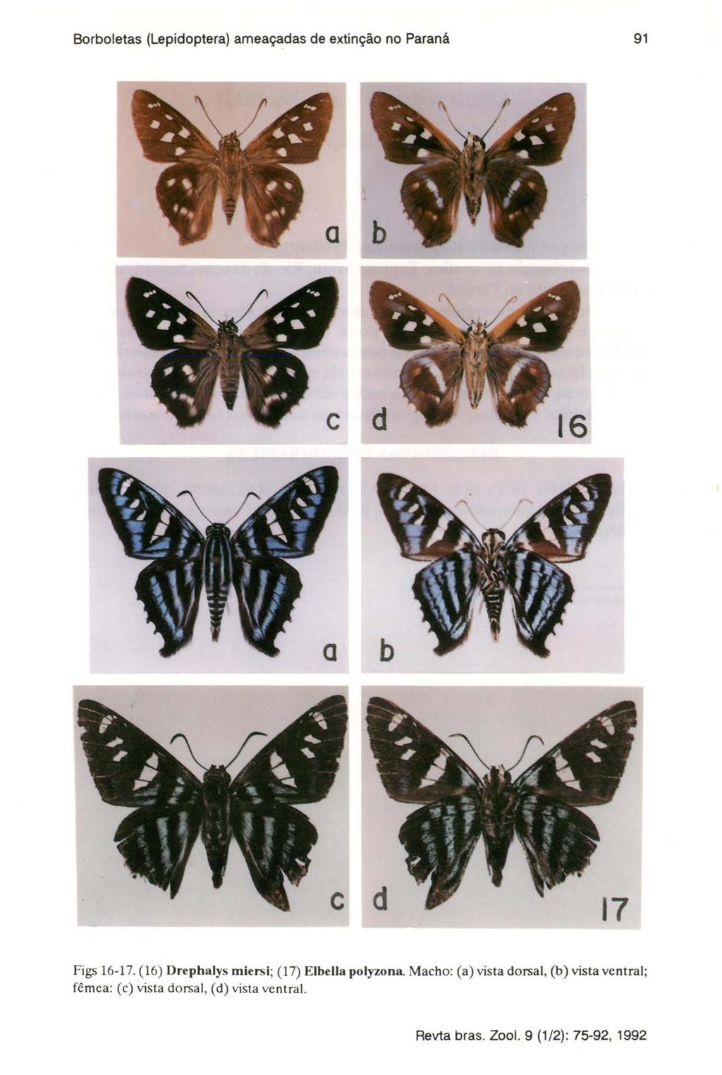 Borboletas (Lepidoptera) ameaçadas de extinção no Paraná 91 Figs 16-17.