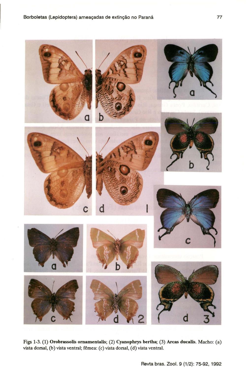 Borboletas (Lepidoptera) ameaçadas de extinção no Paraná 77 Figs 1-3.