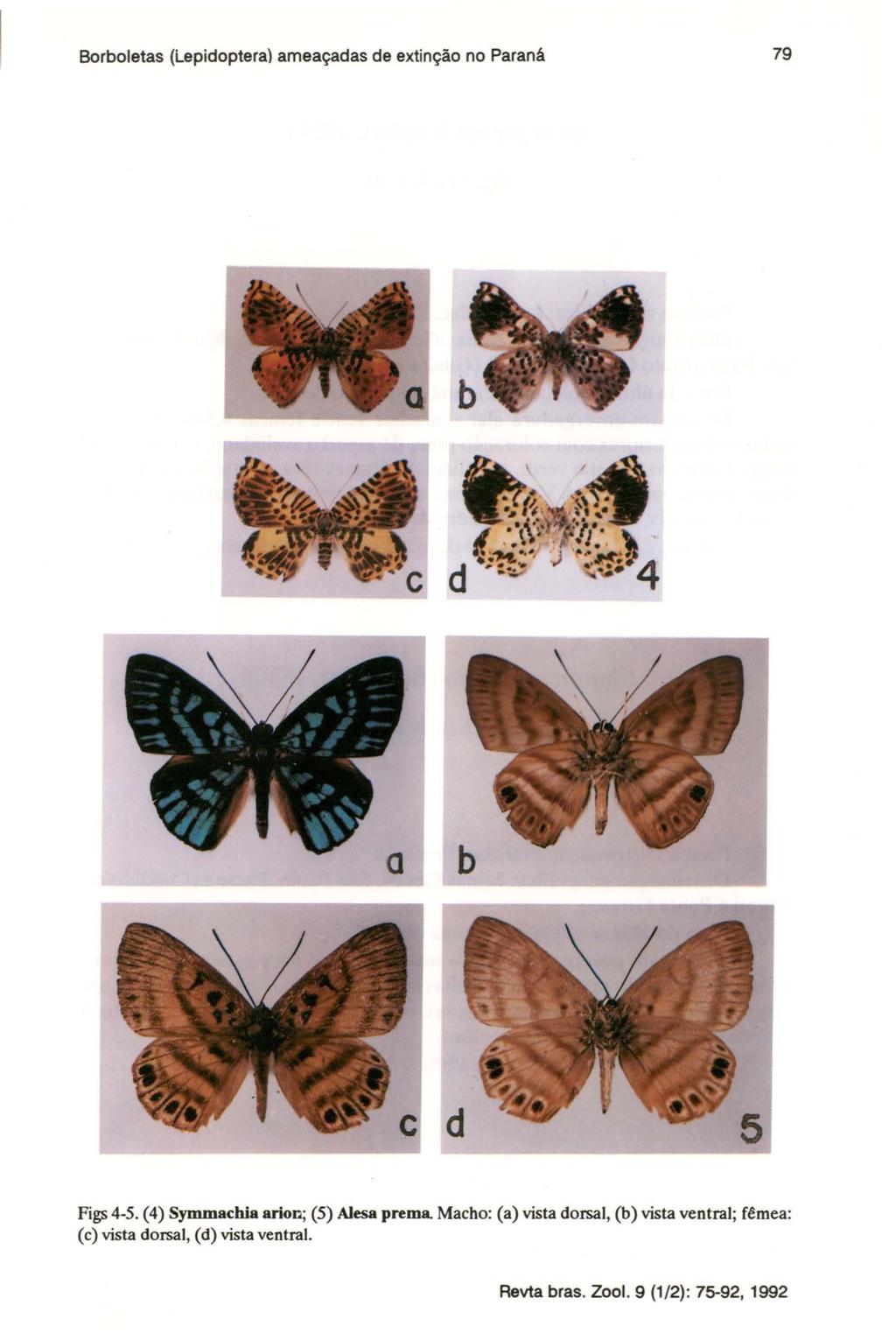 Borboletas (Lepidopteral ameaçadas de extinção no Paraná 79 Figs 4-5.