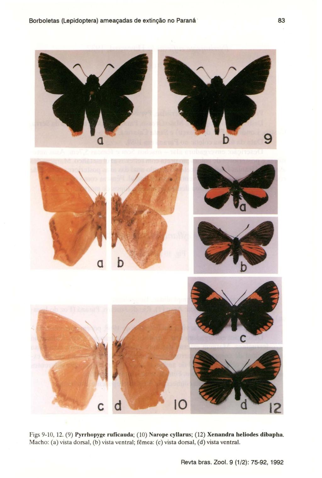 Borboletas (Lepidoptera) ameaçadas de extinção no Paraná' 83 Figs 9-10,12.