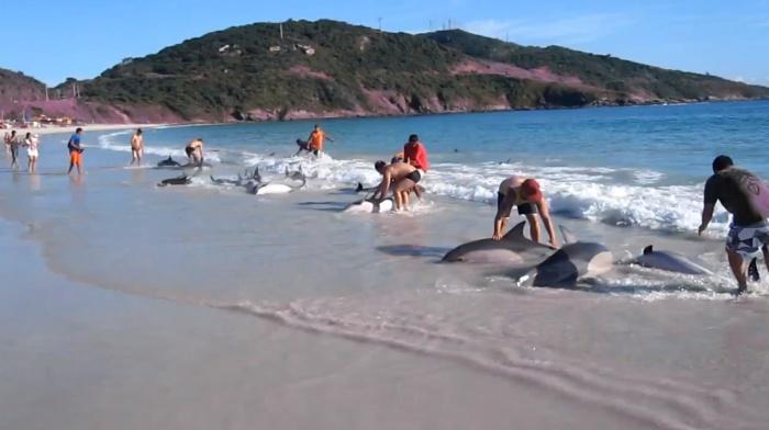 Objetivo Apresentar uma tabela de vida para os golfinhos nariz de garrafa (Tursiops