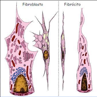 1. Fibrócitos / Fibroblastos Produção de fatores de crescimento Células