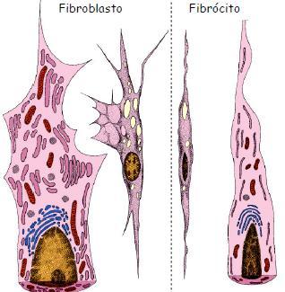 1. Fibrócitos / Fibroblastos Célula fusiforme Citoplasma volumoso Intensa atividade Cromatina