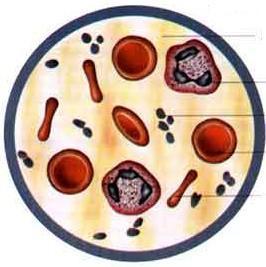 Constituição do sangue Plasma Glóbulos brancos