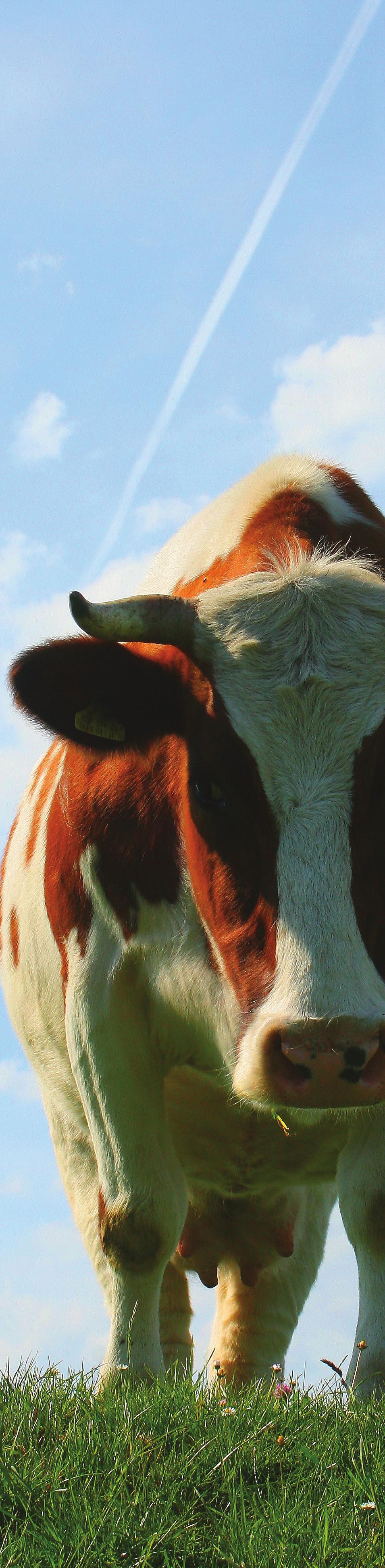 ZOOTECNIA o valor da novilha é geralmente bastante superior ao valor do bezerro, como sucede actualmente em Portugal no caso do gado leiteiro das raças holandesas.