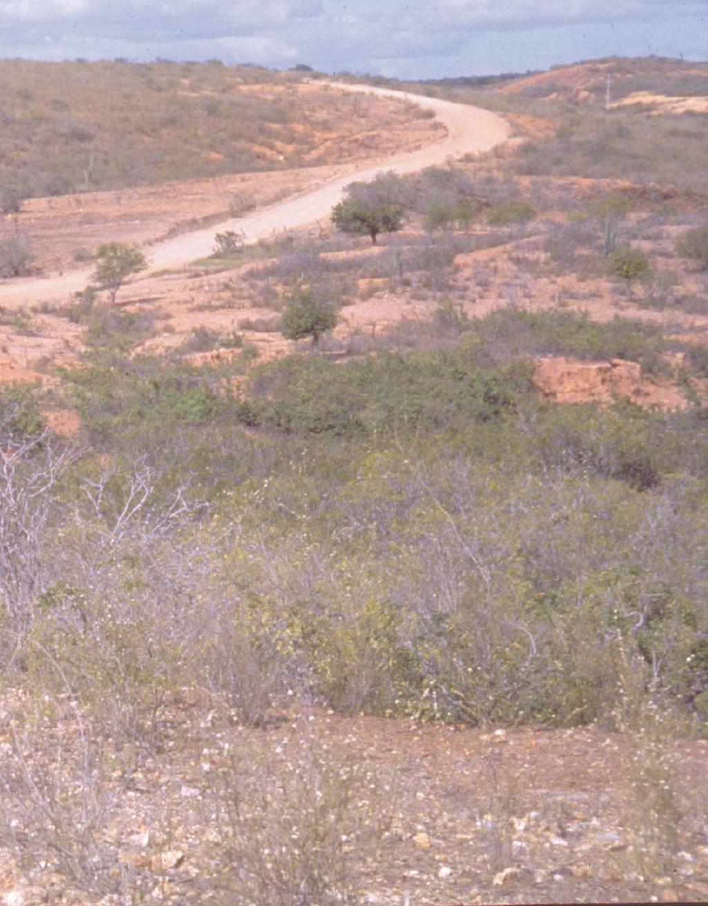 Quanto ainda resta da Caatinga?