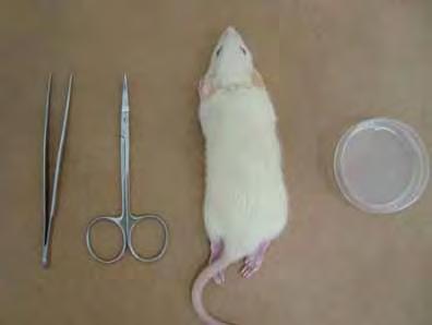 14 3.2.2 Colheita de medula óssea de rato Os animais foram eutanasiados com uma sobre-dose de Halotano I (CAM II > 5%) (figura 1).