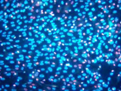 39 4.5.2 Avaliação por microscopia de fluorescência As células viáveis apresentaram-se com o núcleo marcado pela solução de Hoescht 33342, que apresentavam coloração azul brilhante.