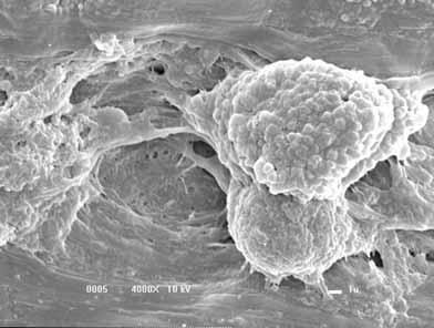 FIGURA 29 Prolongamentos celulares em direção ao interior do biomaterial após 8 dias de cultivo celular. MEV (4000X). 4.5.
