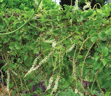 Planta herbácea prostrada, anual, suculenta e ramificada com ramos de 20 a 40 cm de comprimento. É uma planta que se desenvolve em climas diversos desde os subtropicais aos tropicais.