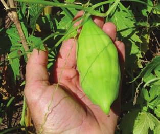 A colheita pode ser parcelada, quando os tubérculos aéreos atingirem o tamanho máximo que pode variar de 50 a 200 g. Caruru (Amaranthu spp.