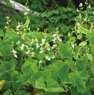 Feijão-mangalô (Lablab purpureus (L.) Sweet) - Fabaceae Existem diversas denominações, como lablab, orelhade-padre e feijão-de-pedra.
