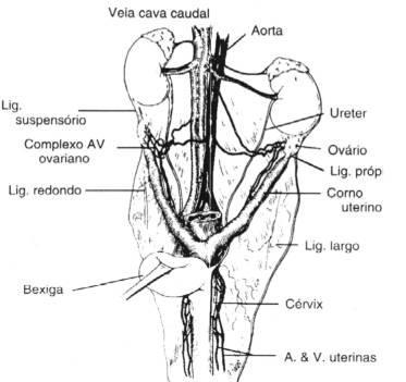 3.3.1.2. Ligadura ou trauma do ureter Os ureteres podem ser acidentalmente traumatizados ou ligados durante a OVH ou OVE.
