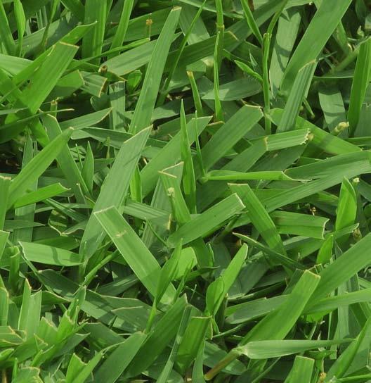 Grama Esmeralda Imperial Nova variedade de grama lançada no Brasil pela Itograss É o primeiro cultivar de grama protegido no