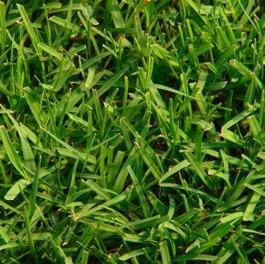 Grama-bermudas (Cynodom dactylom) Folhas verde-claro, lisas, alongadas, 15-25 cm de