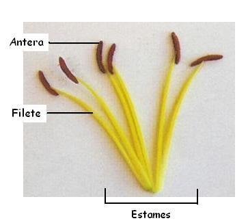 3. Androceu ( ): formado por estames.