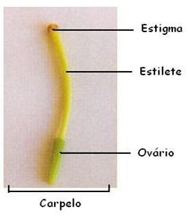 4. Gineceu ( ): Formado pelos carpelos, que se enrolam e se soldam formando os pistilos. Os pistilos têm o aspecto de uma garrafa ou vaso. A base dilatada é o ovário.