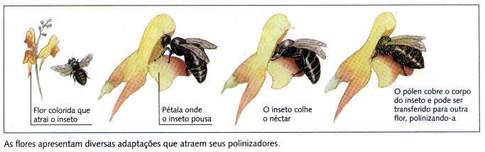 Polinização é o transporte do grão de pólen da antera ao estigma da flor.