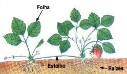 geralmente, são capazes de originar novos indivíduos a partir de suas