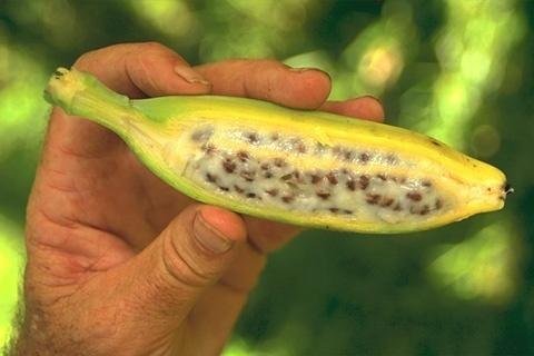 As plantas ancestrais da banana tinham sementes.