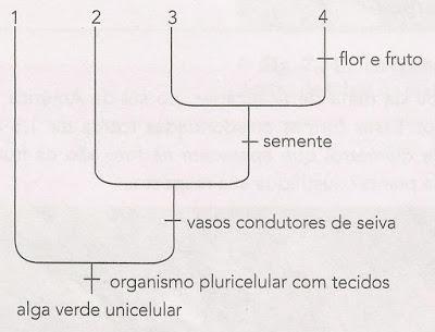 2) Na figura abaixo esta representada a evolução da plantas terrestres a partir das algas verdes unicelulares, com a indicação das novidades e- volutivas de cada grupo.