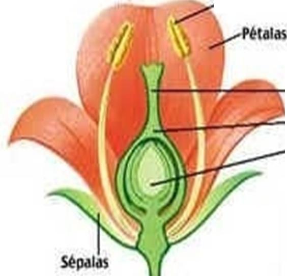 Há quatro Verticilos Florais: 1. Cálice: Conjunto das folhas protetoras, geralmente verdes, chamadas sépalas. 2.