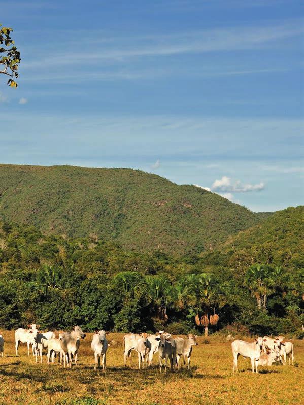 3 Estudo de caso do Estado de Mato Grosso: como